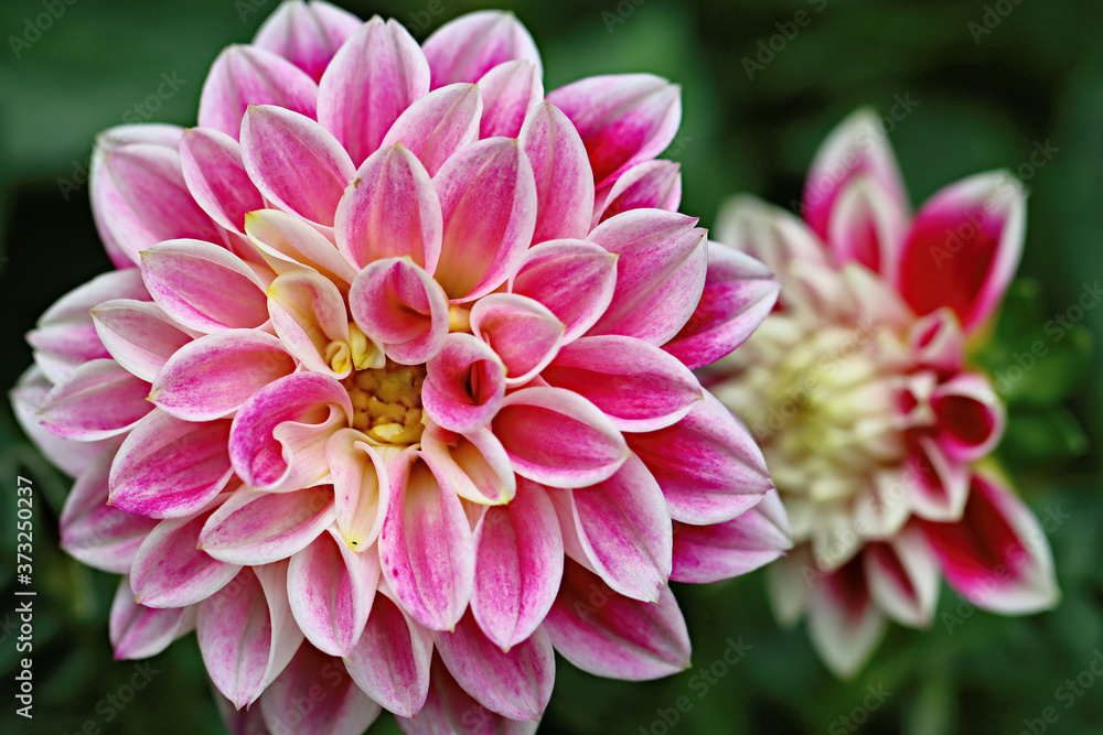 Dahlia Dahlia