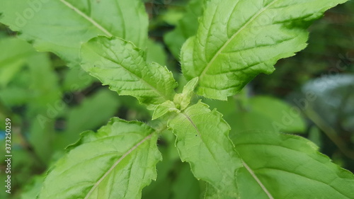 Thai basil at my front garden