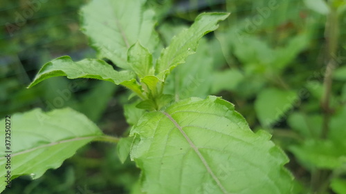 Thai basil at my front garden