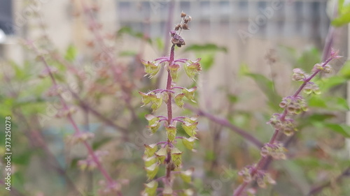 Thai basil at my front garden