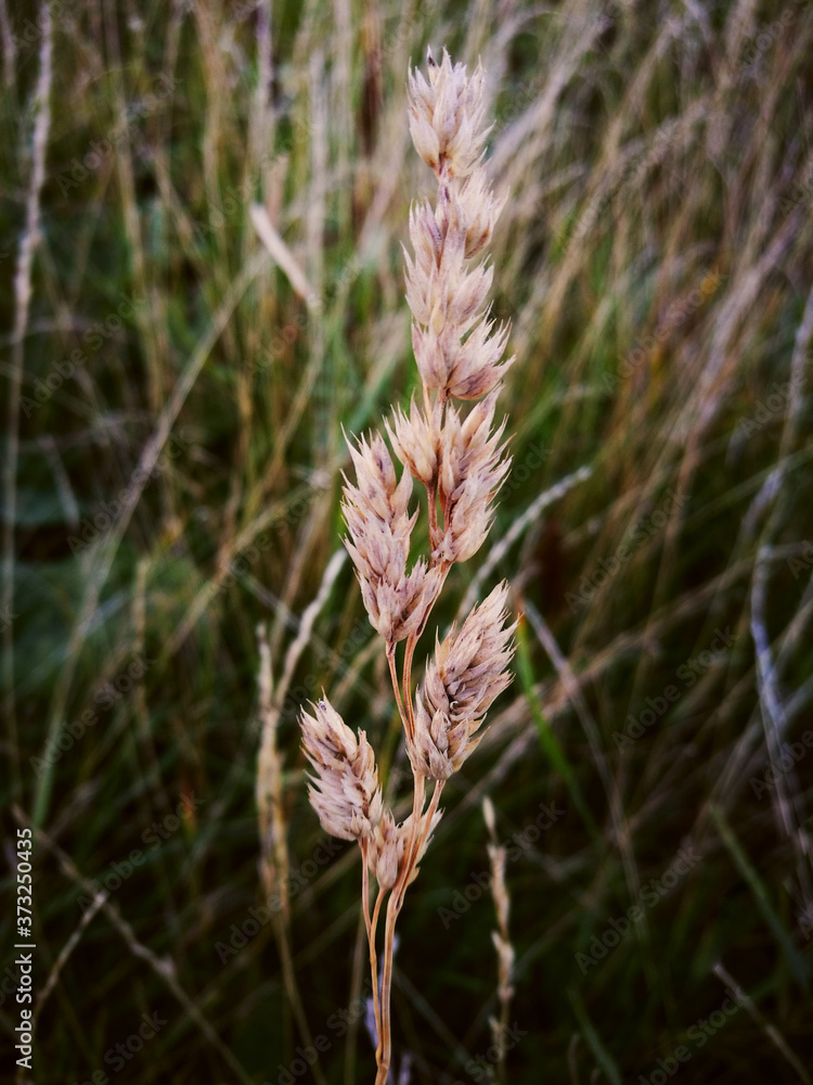 Dry stalk of field grass (cereals) against a background of green grass. Autumn landscape. Dry stalk of field grass (cereals) against a background of green grass. Autumn landscape.