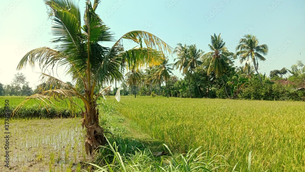 Obraz premium palm trees in the field