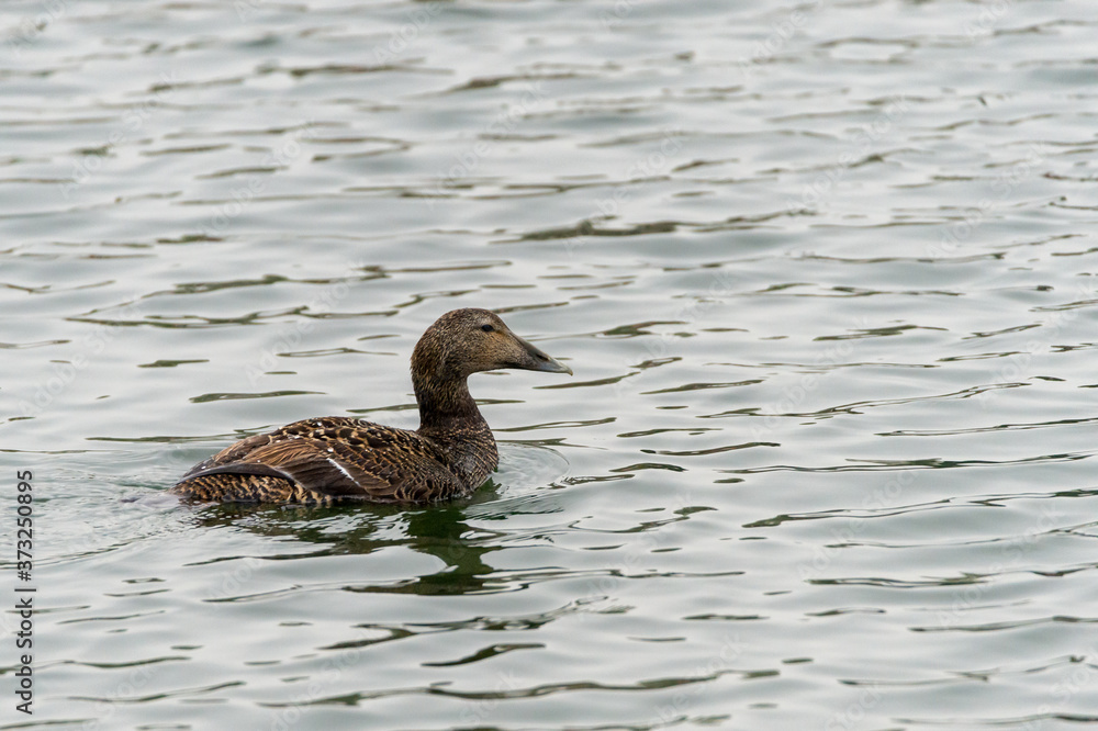 Bird photography, common eider, female, Somateria mollissima, swimming in the sea. Water background, with place for text, copy space. Bird photography, common eider, female, Somateria mollissima, swimming in the sea. Water background, with place for text, copy space.