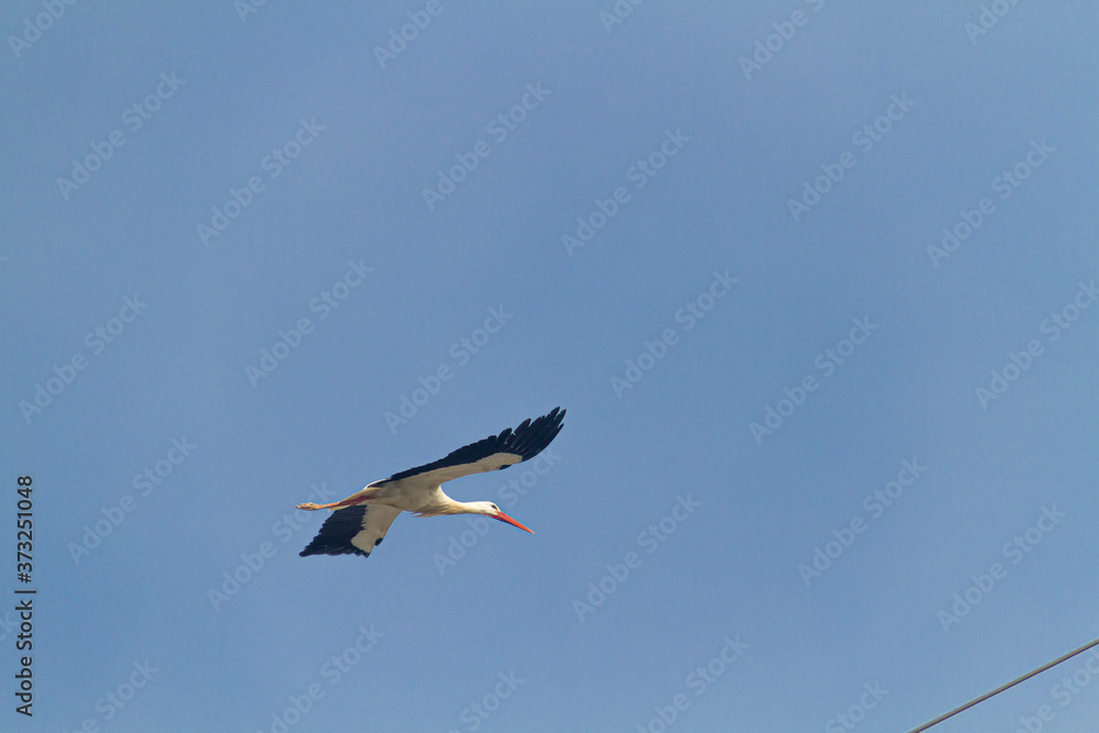 Obraz premium White stork flying in a blue sky not very high.