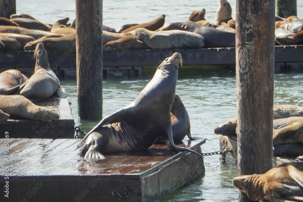 Fototapeta premium Sea lions in San Francisco Bay 3