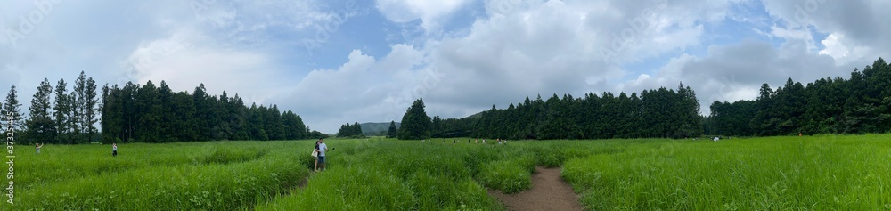 landscape with grass and clouds