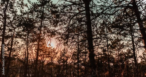 Time-lapse a forest transitioning from evening to night.