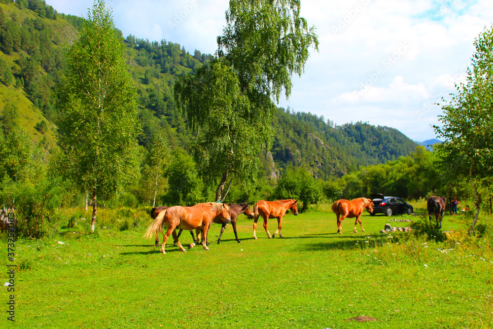 Obraz premium A herd of red and brown horses graze in nature. Animals on free pasture eat green grass. Beautiful scenery.