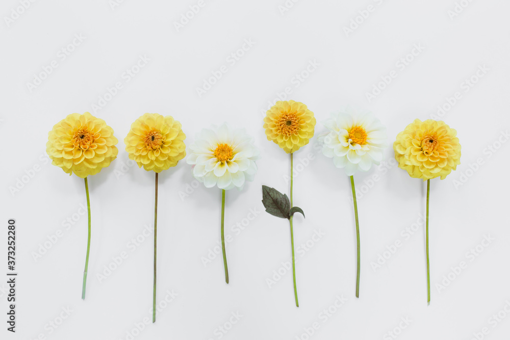 Yellow, white flowers dahlias on white background. Flowers composition. Flat lay, top view, copy space. Summer, autumn concept. Yellow, white flowers dahlias on white background. Flowers composition. Flat lay, top view, copy space. Summer, autumn concept.