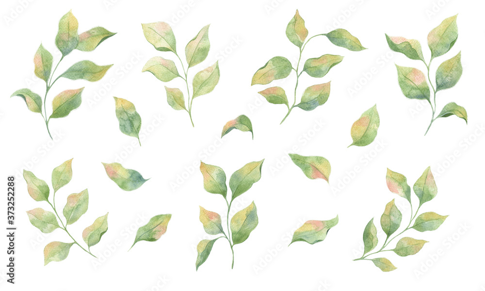 Set with watercolor green leaves, single elements on a white background. Twigs of Apple trees. Watercolor illustrations for design of postcards, weddings, invitations, fabrics, printing.