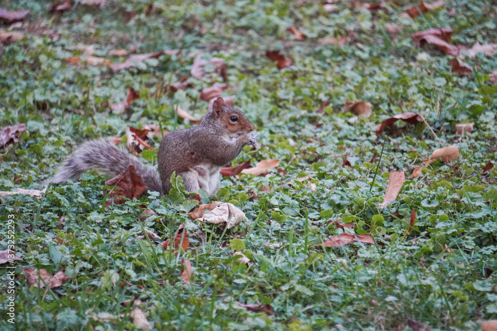 Take a close-up of a squirrel Take a close-up of a squirrel