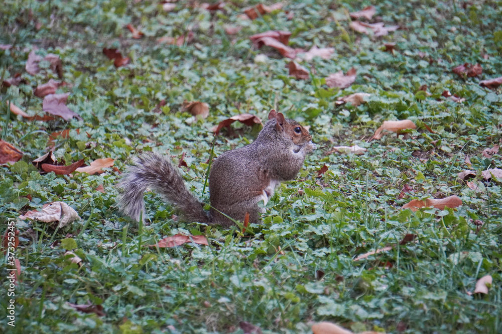 Fototapeta premium Take a close-up of a squirrel