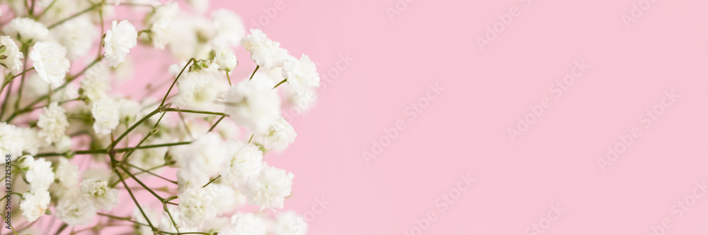 White gypsophila flowers on a pink pastel background. Floral banner with copy space. White gypsophila flowers on a pink pastel background. Floral banner with copy space.