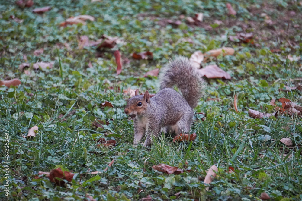 Fototapeta premium Take a close-up of a squirrel