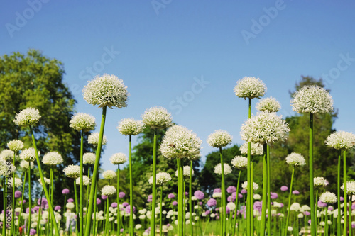 Allium white giant flowering on a sunny May day, England, UK