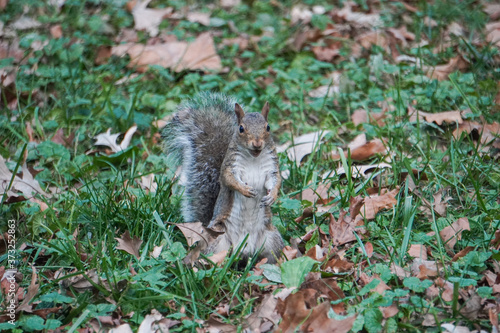 Take a close-up of a squirrel 34