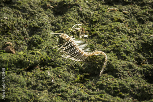 Fish skeleton on green algae