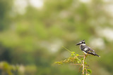 A Pied Kingfisher (Ceryle rudis) sitting on a branch, Queen Elizabeth National Park, Uganda.