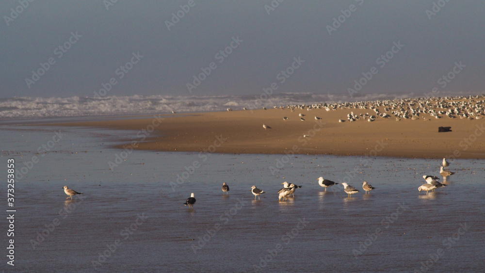 Groupe de goélands rassemblés sur la plage landaise