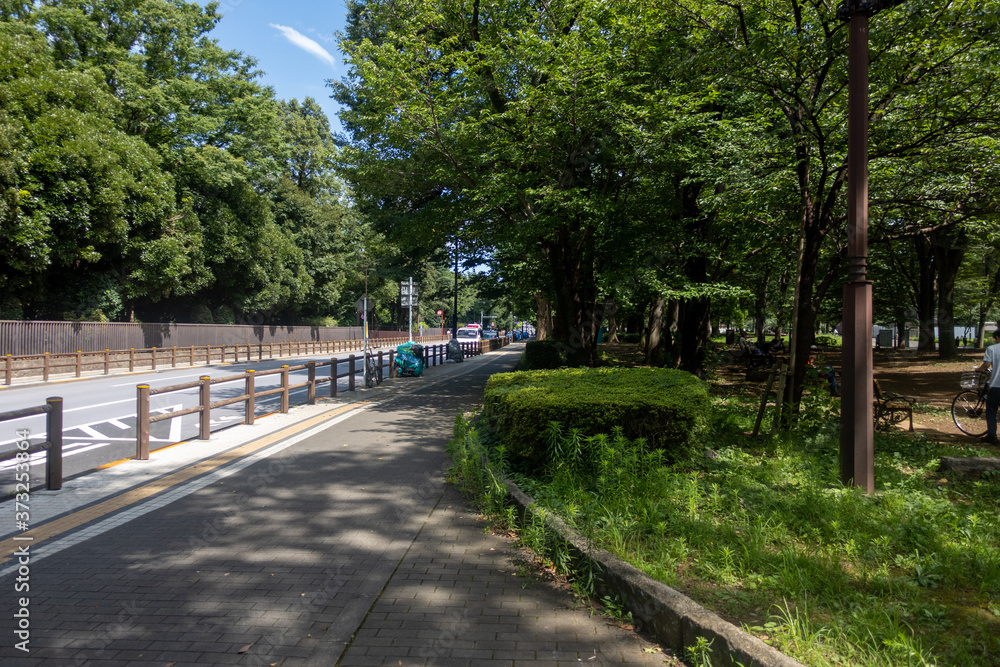 長閑な道路と木々