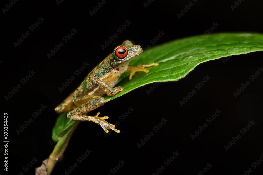 Fototapeta premium Rufous-eyed brook frog on leaf black background