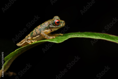 Rufous-eyed brook frog on leaf black background