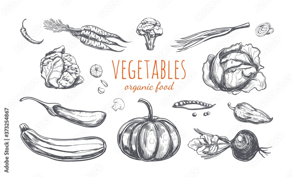 Vegetables collection. Vector hand drawn illustration. Isolated objects on white. Sketch style Vegetables collection. Vector hand drawn illustration. Isolated objects on white. Sketch style