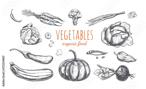Vegetables collection. Vector hand drawn illustration. Isolated objects on white. Sketch style