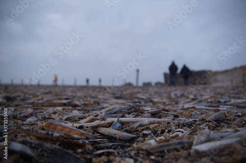 Muschelreste am Strand in Dänemark