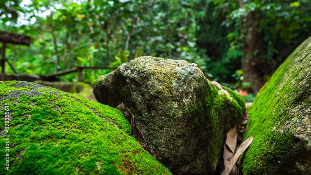 Lush green moss forest with old tree with moss. nature Background Lush green moss forest with old tree with moss. nature Background