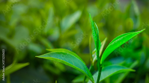 closeup top of Green tea leaf in the morning  tea plantation  blurred background.