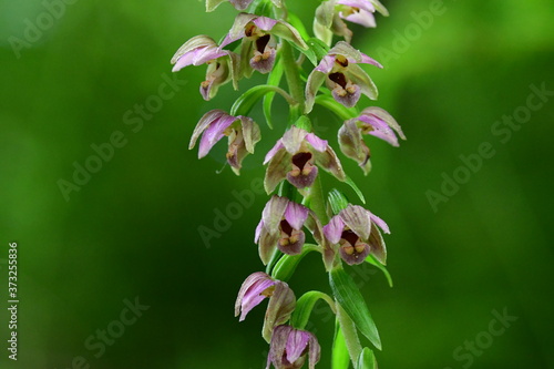 Breitblättrige Stendelwurz