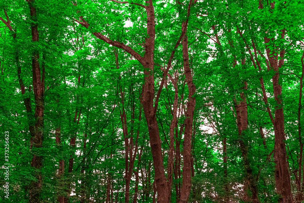 Obraz premium green row trees in the forest