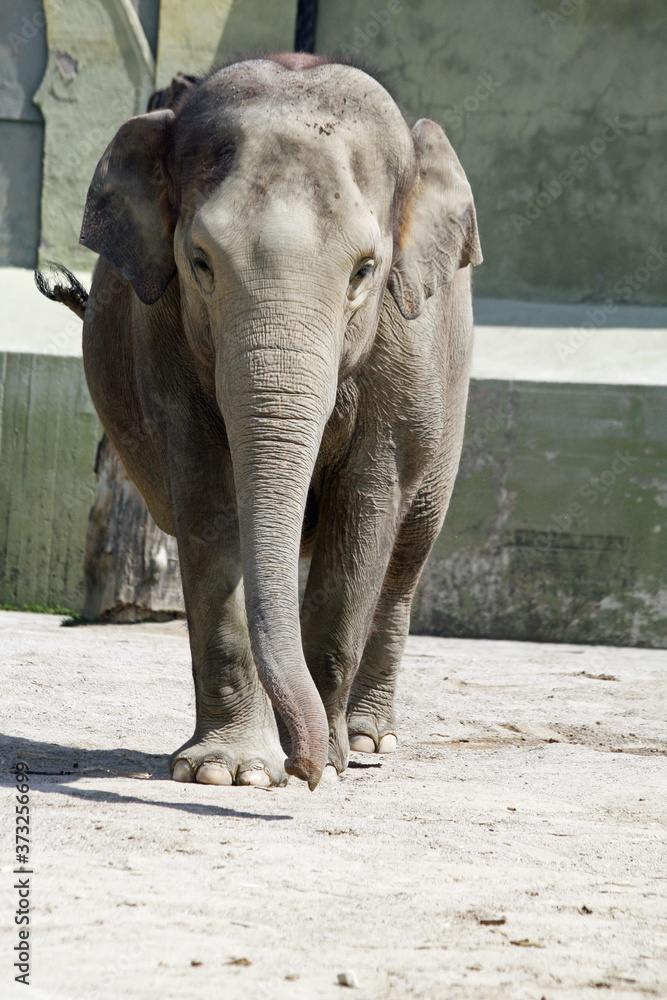 Fototapeta premium asiatischer_Elephant