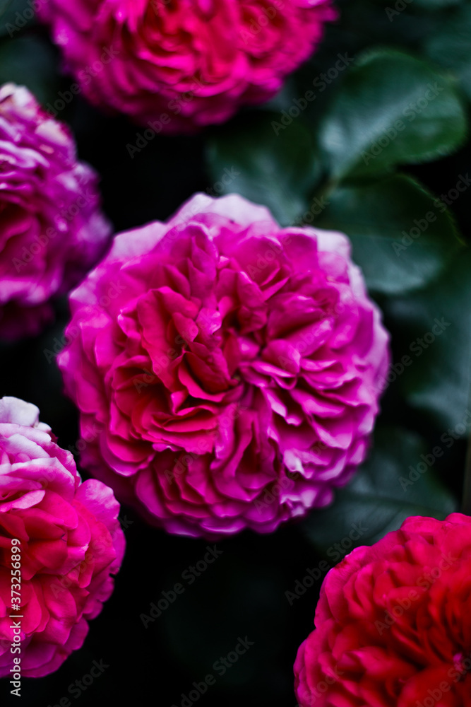 Beautiful nature: pink flowers (peony roses) in the garden