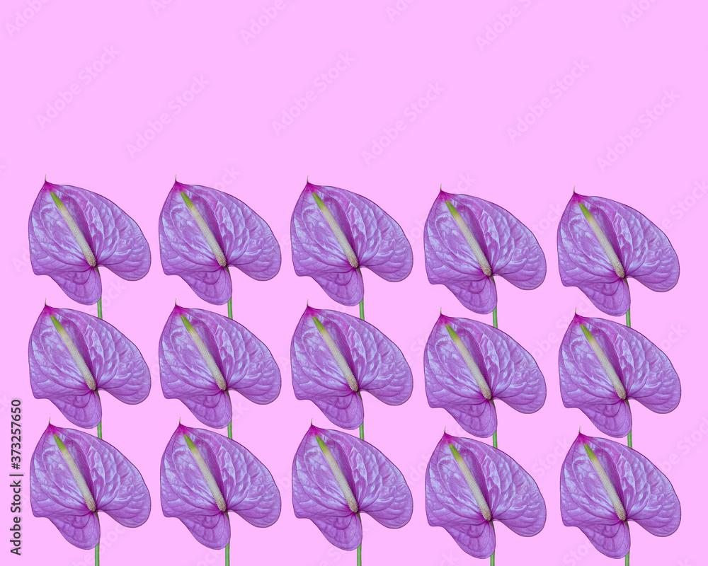Obraz premium Lilac Anthurium on a pink background, pattern, trend art.