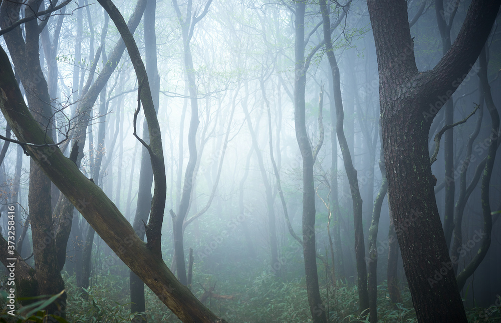 幻想的な森林の風景 霧や霞の立ち込めた樹海 ファンタジーのイメージ お化けの出てきそうな怪しい森 Stock 写真 Adobe Stock