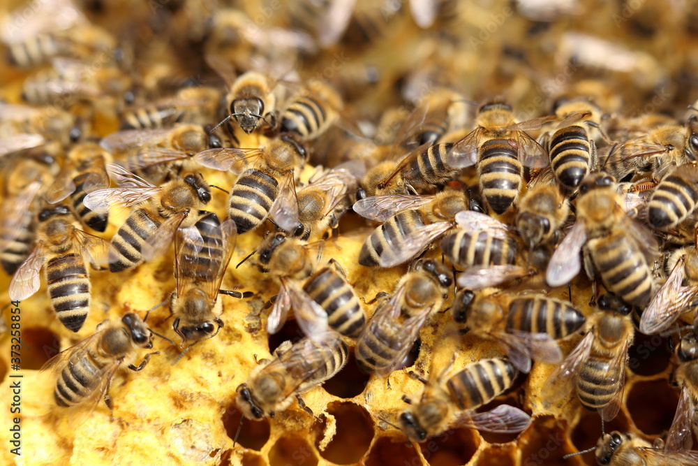 some working bees on a beeswax some working bees on a beeswax