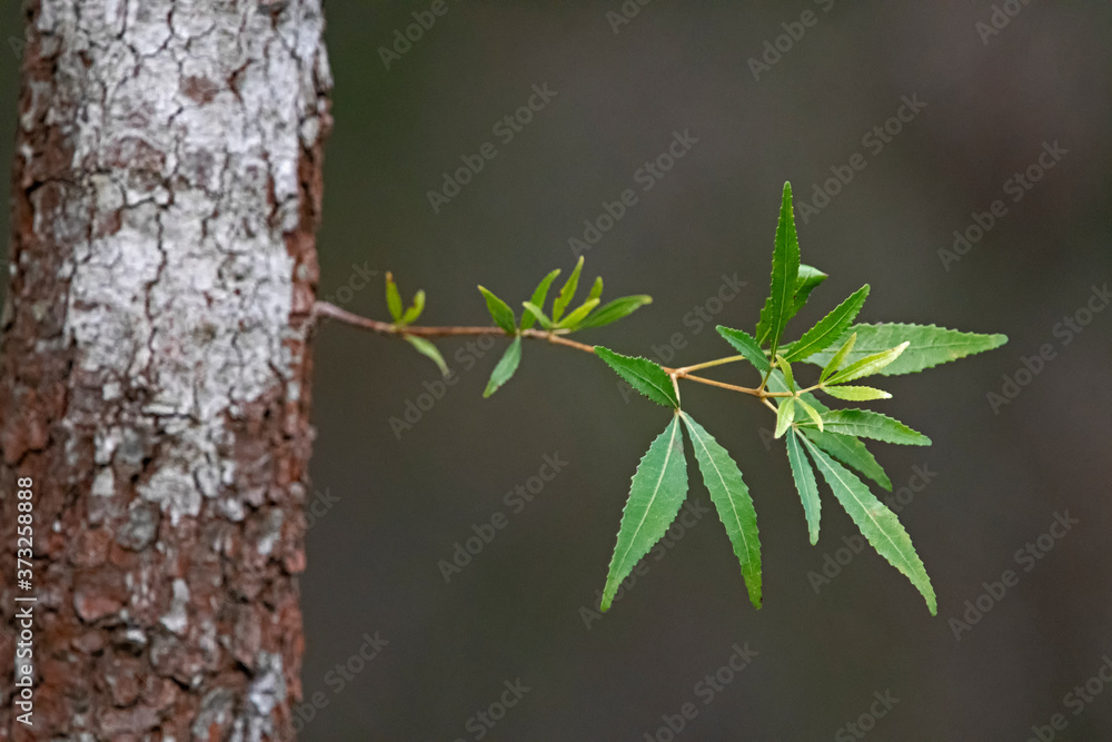 new leaves with a new life new leaves with a new life