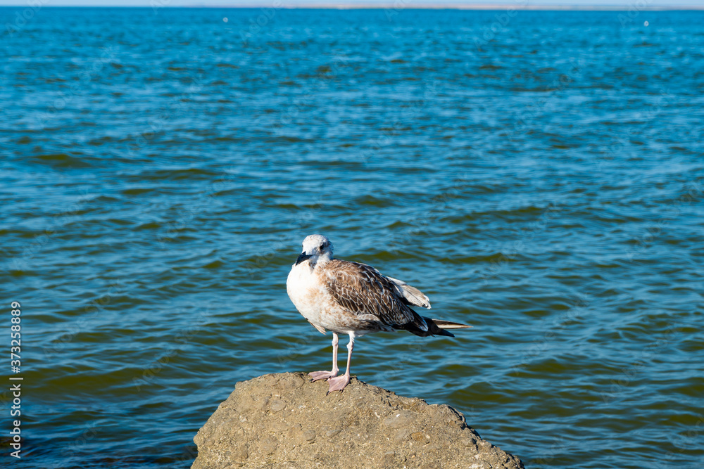 Seagull sits on rocks against background of sea Seagull sits on rocks against background of sea