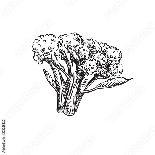 Detailed hand drawn ink black and white illustration of broccoli sprout. sketch. Vector. Elements in graphic style label, card, sticker, menu, package