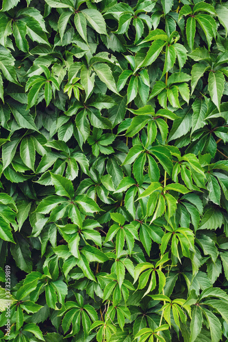 Wallpaper Mural Green creeper leaves on the wall. Natural pattern, texture, green wallpaper. Wild vine leaf background. Liana on the fence, hedge, hedgerow. The concept of gardening. Torontodigital.ca