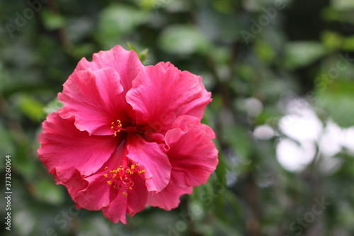 pink hibiscus flower