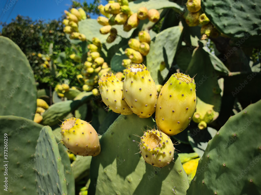 Prickly pear Opuntia Cactus (ficus-indica, Indian fig opuntia) with fruits Prickly pear Opuntia Cactus (ficus-indica, Indian fig opuntia) with fruits