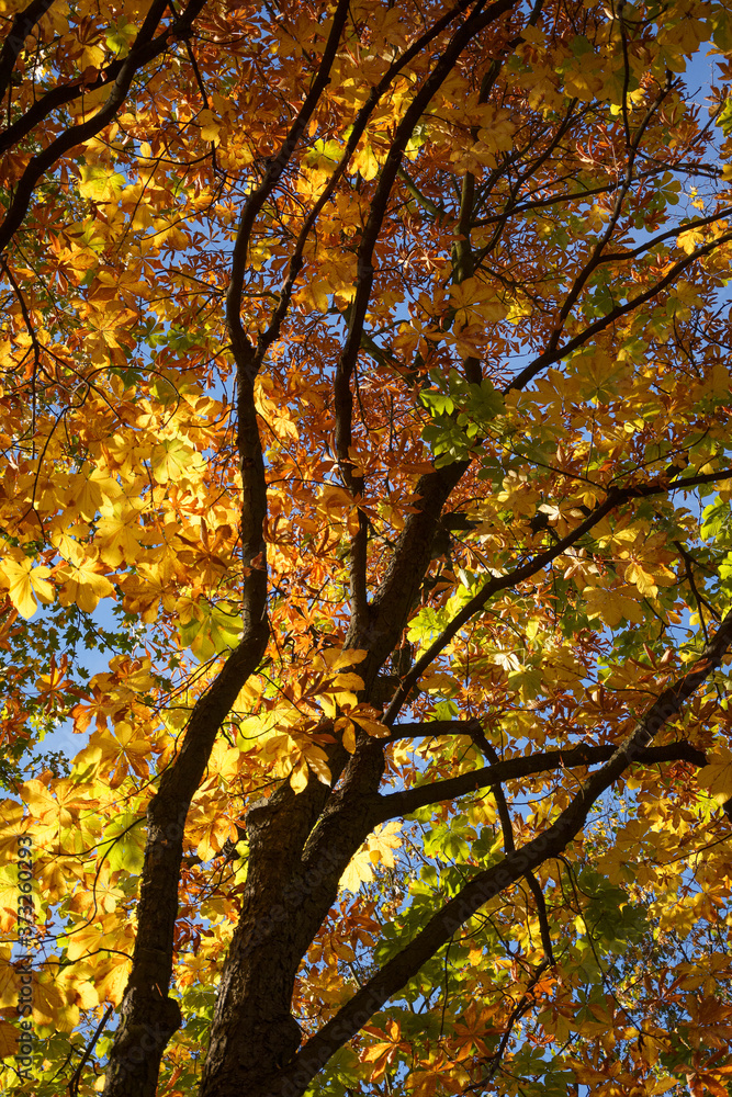autumn tree with golden leaves autumn tree with golden leaves