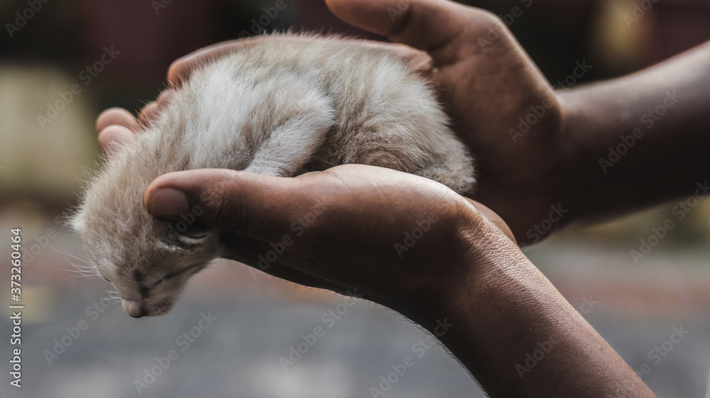 A beautyful kitten in a boys hand. A beautyful kitten in a boys hand.