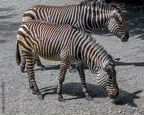 Hartmann s mountain zebras in the enclosure. Latin name - Equus zebra hartmannae