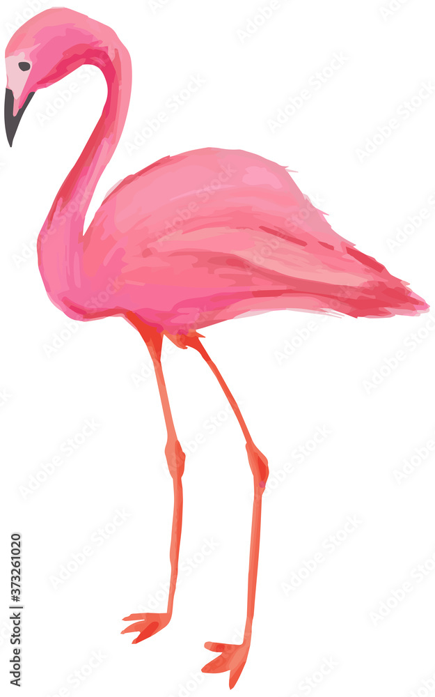 Fototapeta Prawdziwa ilustracja flaminga w dotyku