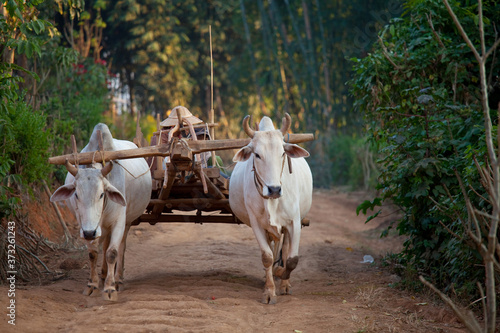 Cow in Asia