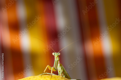 Green praying mantis perched on a yellow lemon with a multi-colored background